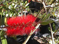 Callistemon Endevour