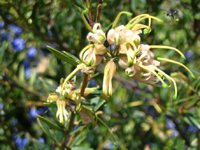 Grevillea Forest Rambler