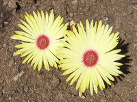 Yellow Pigface
