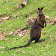 Black wallaby