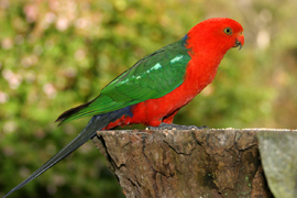 King parrot